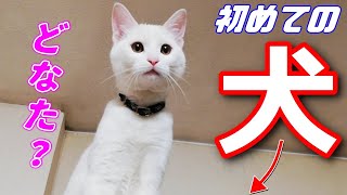 弟猫が生まれて初めて犬と出会った時の反応です…笑[兄弟子猫]