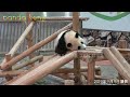 【アドベンチャーワールド🐼】遊具のうえでごろごろ♥ 彩浜