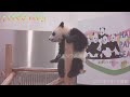 【アドベンチャーワールド🐼】遊具のうえでごろごろ♥ 彩浜