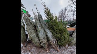 26.12.2022  Новогодние елки