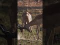 impala s practice rutting techniques andbeyond xaranna wildwatch