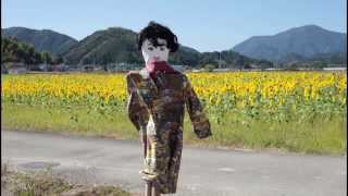 Sunflower,  遅咲きのヒマワリ　土佐市出間　高知県