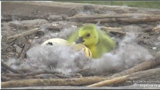 Charlo Osprey Cam ~ ADORABLE Gosling Hatches! 💕💖💕  2nd Egg Pip Is Growing! 5.11.20