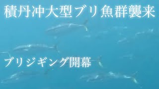 積丹沖がヤバすぎる！大型ブリの魚群が襲来。ブリジギングに積丹半島へ急げ！