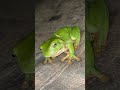 HD 4K beautiful green tree frog at home🐸#australia #animals #viral #shorts #wildlife #frog #nature