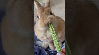 夢中で食べる #ネザーランドドワーフ #うさぎのいる暮らし #もふもふ #rabbitsound #bunnylife