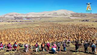 Miles de Vicuñas Se Reúnen en un Espectáculo Único del Perú | Chaku en Castilla