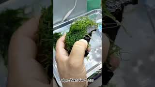 mettre de Java Moss sur un noix de coco #aquaplantspro regarder les résultats jusqu'à la fin .