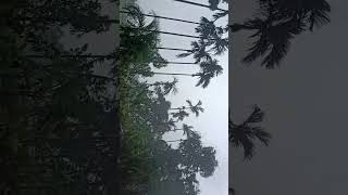 The effect of The Cyclone YAAS🌪️at Chalti in Contai of Purba Medinipur⛈️ কাঁথিতে ইয়াস ঝড়ের প্রভাব।