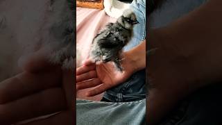 How My Little Baby Silkie Chickens are Growing and Getting Friendly #how #silkiechickens