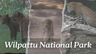 Wilpattu National Park | Six Leopard Sightings in One Day