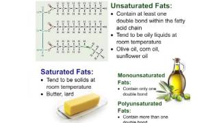 Bio 6.4 Lipids