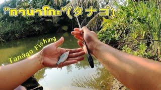 ตกปลาเล็กๆ แบบทานาโกะ (タナゴ) คัน Mini Tanago | หมายไหนครับน้า