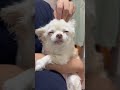 老犬チワワの癒し動画　14歳ハイジ