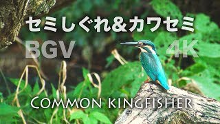 野鳥撮影・ 【BGV】蝉時雨と川蟬（せみしぐれとカワセミ）・環境音BGM・リラクゼーションBGM・4K