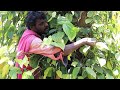 அதிக காரத்தன்மை வாய்ந்த மிளகு சாகுபடி black pepper farming in tamilnadu blackpepper kollihills