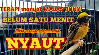 PANCINGAN AMPUH burung manyar yang MALAS BUNYI, Cocok untuk MANYAR MUDA atau MANYAR OMBYOKAN