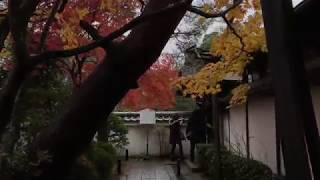 退蔵院（たいぞういん）入り口の紅葉 2017年11月18日 秋【京都の紅葉】