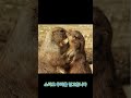 작고 귀여운 동물의 세계 1 prairie dog