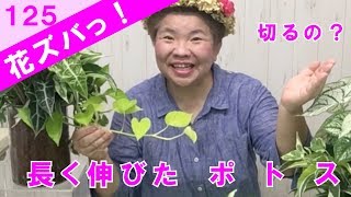 寄せ植えの長く伸びたポトスAlternanthera ficoidea切るの？【花ズバっ】125旬の花とその使いかた紹介/花創人ガーデニング教室