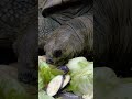 ゾウガメの食事風景が超リアル【東山動物園】 shorts