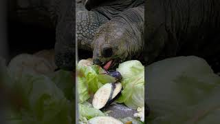 ゾウガメの食事風景が超リアル【東山動物園】 #shorts