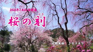 『桜の刻』日野美歌　カラオケ　2020年2月26日発売