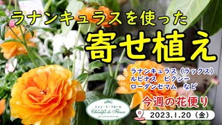 今週の花便り #26【2023.1.20】ラナンキュラス使った寄せ植え【入荷情報】 ラナンキュラス　ルピナス　ローダンセマム　など