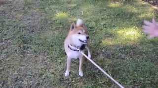 柴犬Geeちゃん小枝で遊ぶ