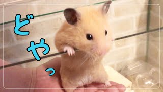 ハムスターのケージ掃除と欲張り まちゃ🐹