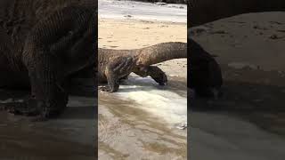 OMG looks like a Komodo dragon is taking out a diaper#komodo #attack #eating #amazing #shorts