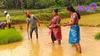 Obele le le Ilesa.. Ilesa.. Tulu album song / farmers planting karavali Paddy field