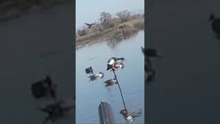 Drake wigeon down in the decoys!