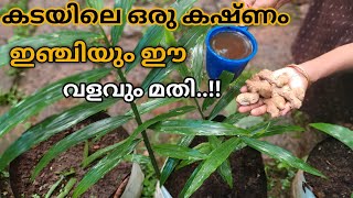 കടയിലെ ഒരു കഷ്ണം ഇഞ്ചിയും ഈ വളവും മതി grow bag നിറയെ ഇഞ്ചി തിങ്ങിനിറയാൻ.. 👌#agriculture #farming