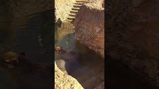 お風呂いただきます❗️😊A capybara takes a bath 🐻