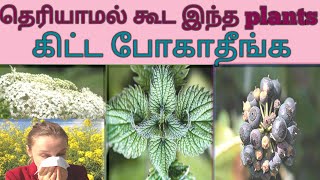 Top 10 dangerous plants in the world || உலகில் மிகவும் 10 ஆபத்தான தாவரங்கள்.