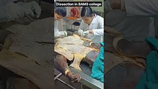 Dissection in BAMS college|Bams student Life|#medical #bams #ytshorts #ayurveda #beingvaidya