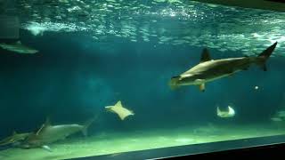 【葛西臨海水族園】 Tokyo Sea Life Park のサメ Shark（Ｈ28.6.28）