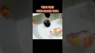 부레병 걸려도 살 수 있어요/부레병 걸린 금붕어 키우기 #금붕어 #난주 #오란다 #GOLDFISH