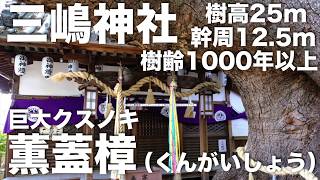 大阪のパワースポット神社　三嶋神社の大クスノキ