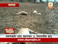 gaon tithe majha 7pm jalgaon cow death 10 06 2016