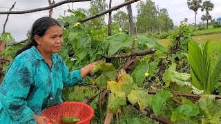 អ្នកមីងគួកកំពង់តែបេះផ្លែននោងយកមកឆាជាមួយពងទា