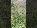 mikat burung merpati hutan