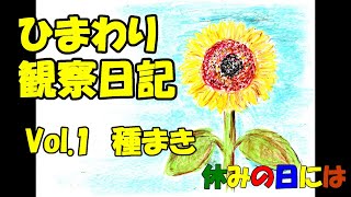 【庭いじり】ひまわり観察日記Vol1種まき