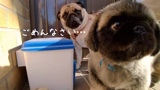 [ENG SUB] The Day My Pug Learned the Strictness of the Dog's Society Through Treats 