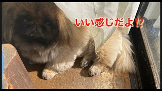 ＃ペキニーズ＃犬　【ゴウプロ動画】ヘルニア治療中1ヶ月後の様子