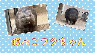 【wombat】腹ぺこフクちゃん☆(Hungry Fuku)