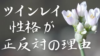 ツインレイは性格が正反対。私達が実際に真逆な所3つと正反対である理由