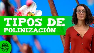 ¿Qué es la POLINIZACIÓN? 🌼 En qué consiste y TIPOS