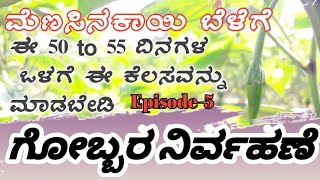 ಗೋಬ್ಬರ ಮೆಣಸಿನಕಾಯಿ Ep5 ll ಬೆಳೆಗೆ  ಈ 50 ದಿನಗಳವಳಗೆ ಹಾಕಬೇಕು ll #chilli forming